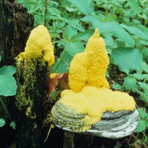 Yellow mold on tree trunks and green plants