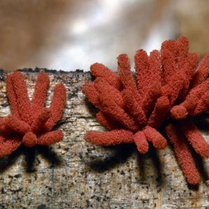 Red finger-like mold on tree trunk