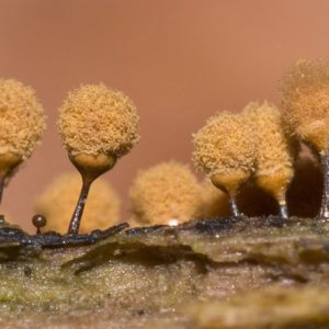 tree-shaped yellow buds of mold attached to tree trunk