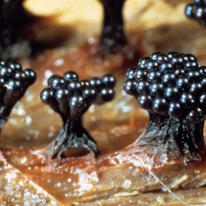 shiny round black slime structures and webbing