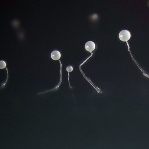 white balls on stems