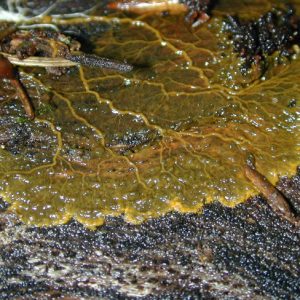 yellow-green slime with veins