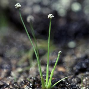 Tiny white buds on green stems