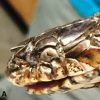 Snake head and pink fungus under microscope