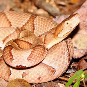 Tan snake and dark colored snake with corresponding letters