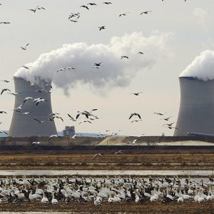 Flock of geese standing on and flying above field with large power plant complex in the background