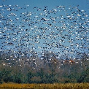 Flock of geese flying above a field with blue skies