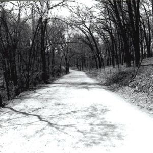 Narrow road with bare trees on both sides