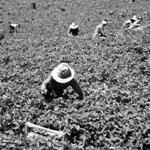 Adults and children picking strawberries