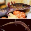 Salamander head and gills with salamanders on black background below it