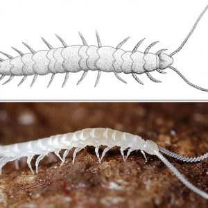 Drawing of centipede-like creature and the same on the ground on dirt