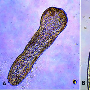 Microscopic organisms with corresponding letters