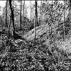 Mound of earth covered in trees and leaves