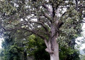 Large tree with small rock wall and brick box structure at base in field
