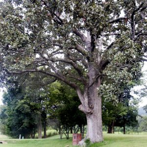 Large tree with small rock wall and brick box structure at base in field