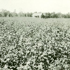 Cotton field with small house in the distance