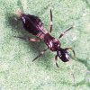 Insect on human finger and insect on green background