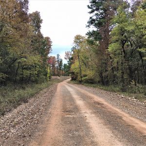 Dirt road with trees on both sides