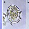 Microscopic organisms with corresponding letters