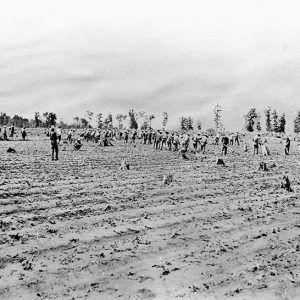 Inmates with farming implements working in field