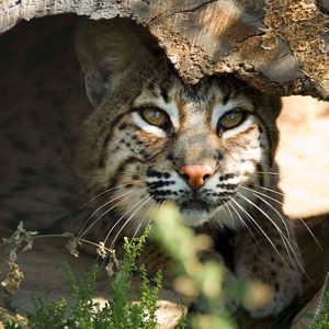 Bobcat hiding in hollowed out log