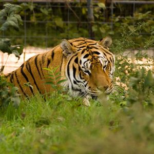 Striped tiger laying on grass