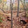 Forest with leaves and autumn foliage with rusted metal remnants on the ground