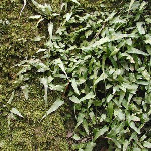 Green fern growing in grass