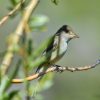 Bird sitting on a twig amid patch of cane