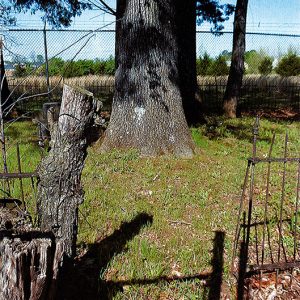 Trees inside barbed wire fence with iron fence in the foreground