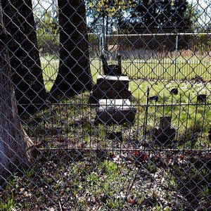 Gravestones and trees seen through fence