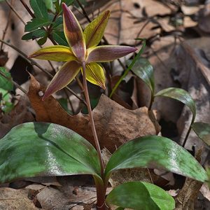 Yellow and brown lily flower amid dead leaves