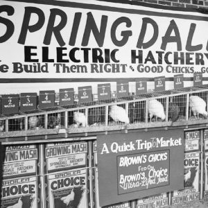 Chickens in cages from egg to adult with advertisements for an electric hatchery device