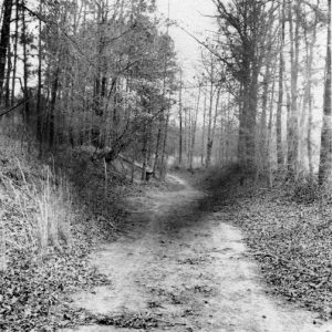 Dirt road with fallen leaves through forest alongside field