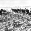 Farmers drive mule team with plows in dirt field