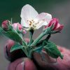 Close up small blooming flower with four buds fuzzy leaves held by grubby fingers