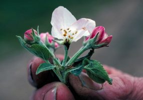 Close up small blooming flower with four buds fuzzy leaves held by grubby fingers