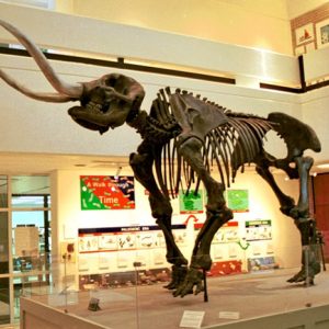 mastodon skeleton on display