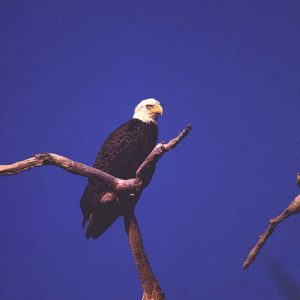 bald eagle perched on bare branch