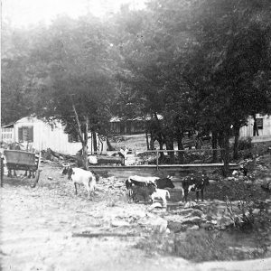 Single-story buildings alongside spring-fed stream with cattle nearby