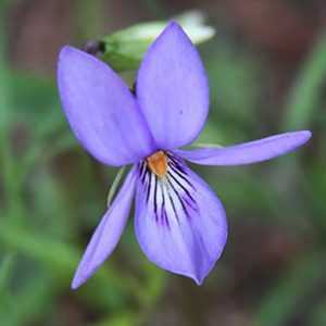 Blooming flower with purple petals and green stem