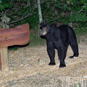 black bear stands next to rusty guardrail, trees in background