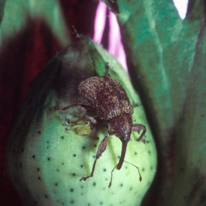 Beetle with long "nose" with attached antennae on speckled boll among leaves