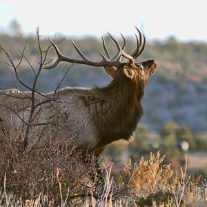 adult male elk with head raised standing amid brush with hill in background