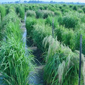 clumps of tall grassy plants growing in shallow water with stakes