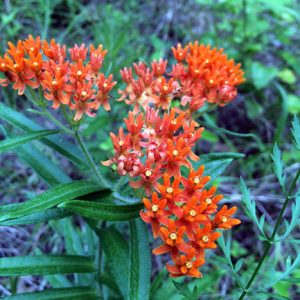 Orange flowers with green leaves