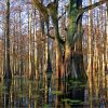 Bare trees in flooded wetlands with green algae floating on the water