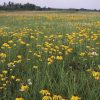 Field of yellow flowers with trees in the distance