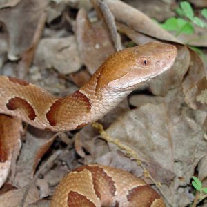 Southern Copperhead snake with head lifted among crumbling leaves and grass