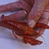 Red crawfish in white man's hand